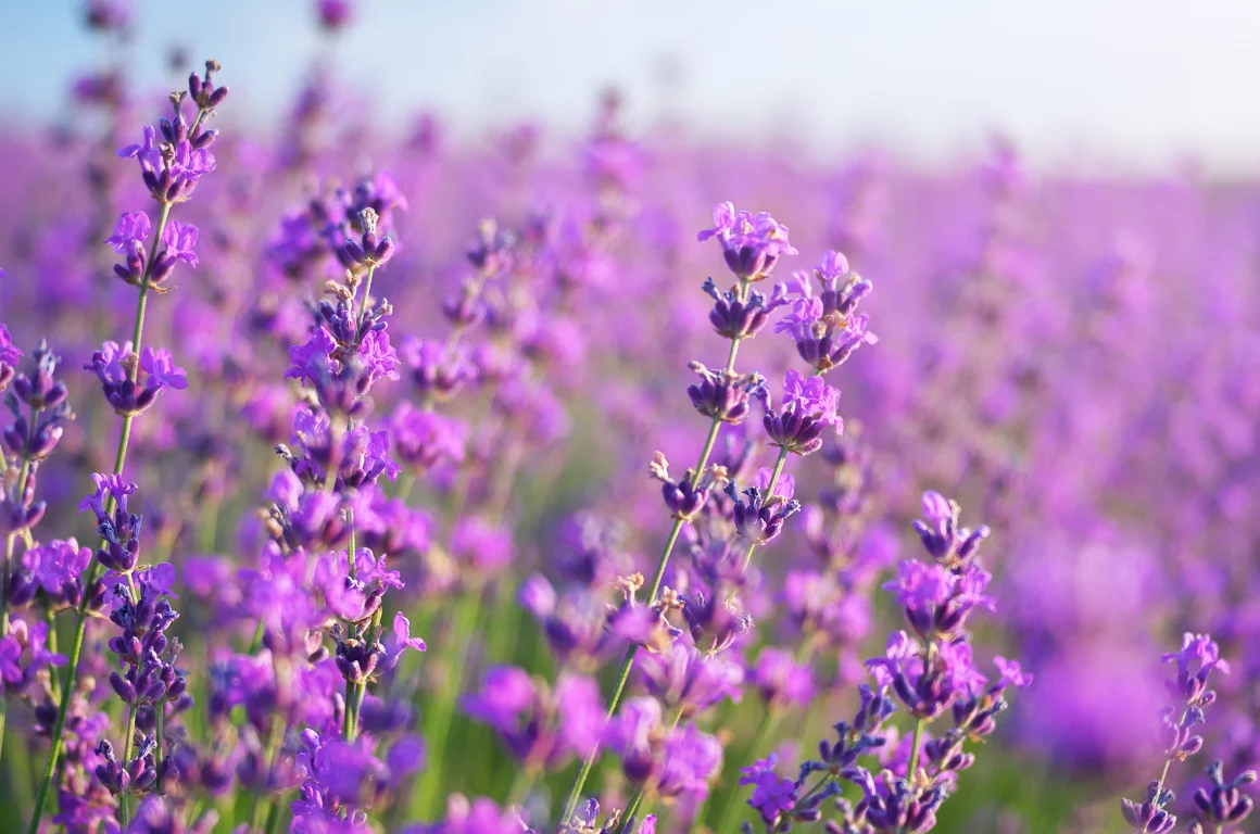 Plongez dans le parfum envoûtant de la lavande au Domaine des Blaques. Nos chambres, baignées de tons lavande et de touches florales, offrent une expérience sensorielle unique. Un séjour où le calme provençal rencontre le confort raffiné.