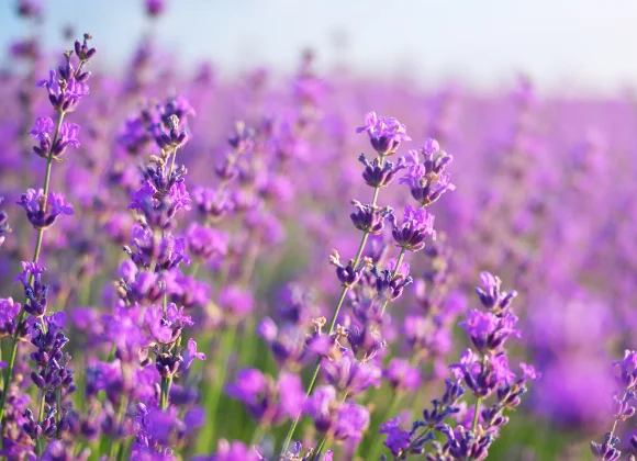 Plongez dans le parfum envoûtant de la lavande au Domaine des Blaques. Nos chambres, baignées de tons lavande et de touches florales, offrent une expérience sensorielle unique. Un séjour où le calme provençal rencontre le confort raffiné.