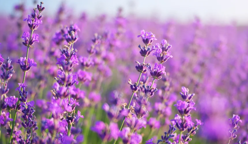 Plongez dans le parfum envoûtant de la lavande au Domaine des Blaques. Nos chambres, baignées de tons lavande et de touches florales, offrent une expérience sensorielle unique. Un séjour où le calme provençal rencontre le confort raffiné.