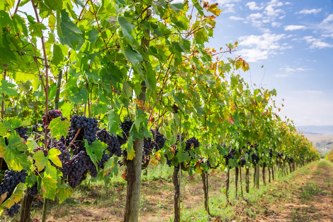 Bienvenue dans un havre de paix entouré de vignes au Domaine des Blaques. Nos chambres, élégamment aménagées, offrent une vue imprenable sur les vignobles environnants. Une expérience de séjour où le vin et la nature se conjuguent harmonieusement.