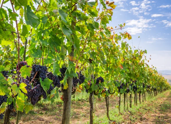 Bienvenue dans un havre de paix entouré de vignes au Domaine des Blaques. Nos chambres, élégamment aménagées, offrent une vue imprenable sur les vignobles environnants. Une expérience de séjour où le vin et la nature se conjuguent harmonieusement.