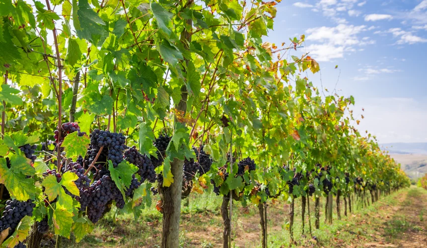 Bienvenue dans un havre de paix entouré de vignes au Domaine des Blaques. Nos chambres, élégamment aménagées, offrent une vue imprenable sur les vignobles environnants. Une expérience de séjour où le vin et la nature se conjuguent harmonieusement.