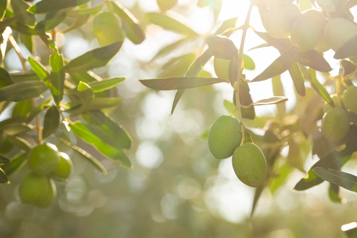 Sous le soleil méditerranéen, notre domaine dévoile ses oliveraies infinies. Découvrez l'authenticité au cœur de la Provence.