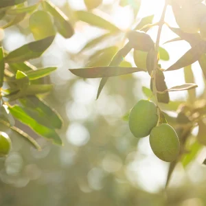 Sous le soleil méditerranéen, notre domaine dévoile ses oliveraies infinies. Découvrez l'authenticité au cœur de la Provence.