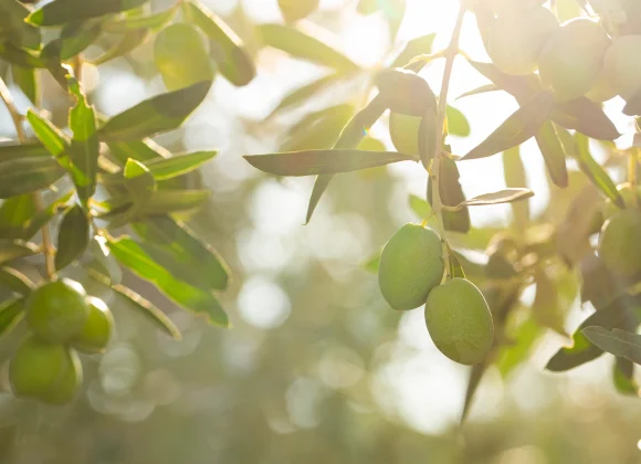 Sous le soleil méditerranéen, notre domaine dévoile ses oliveraies infinies. Découvrez l'authenticité au cœur de la Provence.