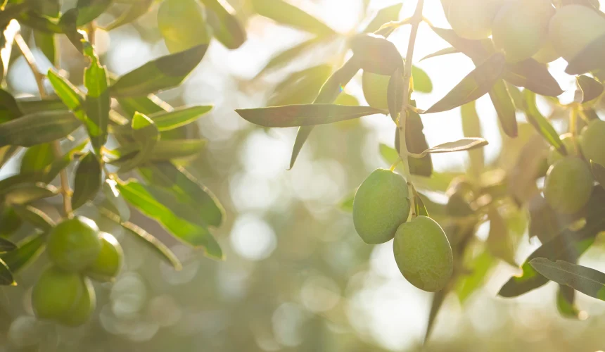 Sous le soleil méditerranéen, notre domaine dévoile ses oliveraies infinies. Découvrez l'authenticité au cœur de la Provence.